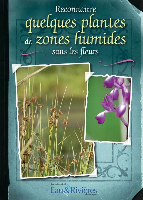 quelques plantes de zones humides
