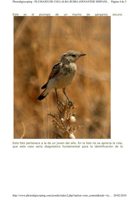 PLUMAJES DE COLLALBA RUBIA (OENANTHE ... - Photodigiscoping