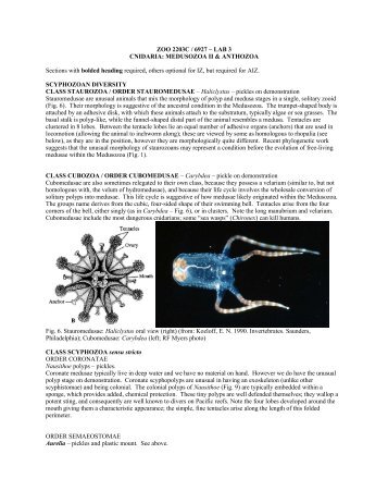 Lab 3: Cnidaria II -- Medusozoa & Anthozoa - Department of Biology