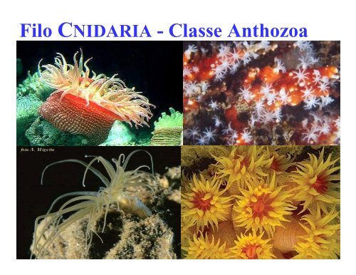 Filo CNIDARIA - Classe Anthozoa - DBI