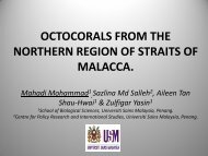 OCTOCORALS FROM THE NORTHERN REGION OF STRAITS OF ...