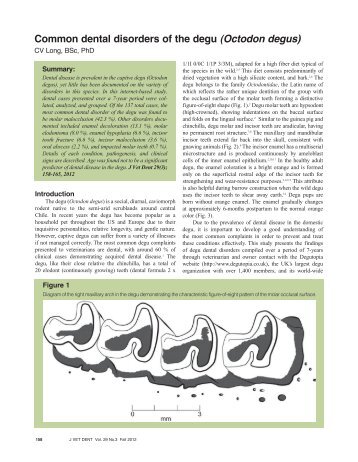 Common dental disorders of the degu(Octodon degus - DEGUTOPIA