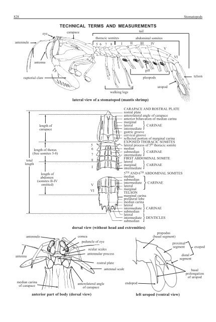 FAO Species Identification Guide for Fishery Purposes Western