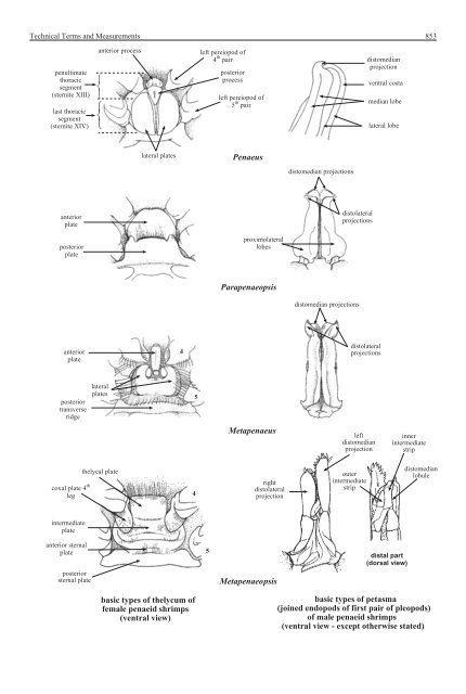 FAO Species Identification Guide for Fishery Purposes Western