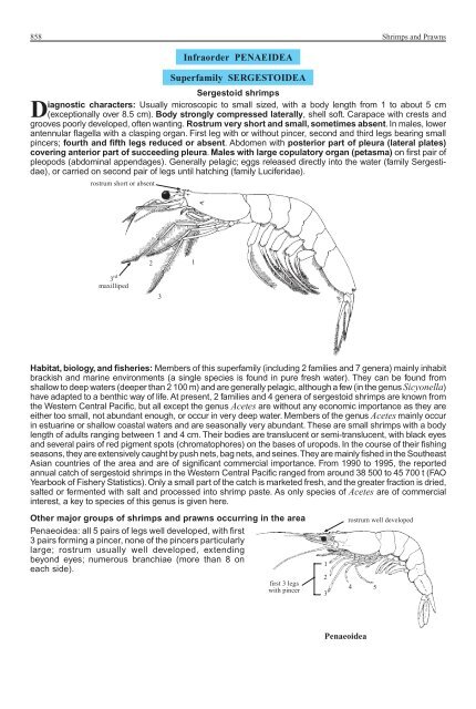 FAO Species Identification Guide for Fishery Purposes Western