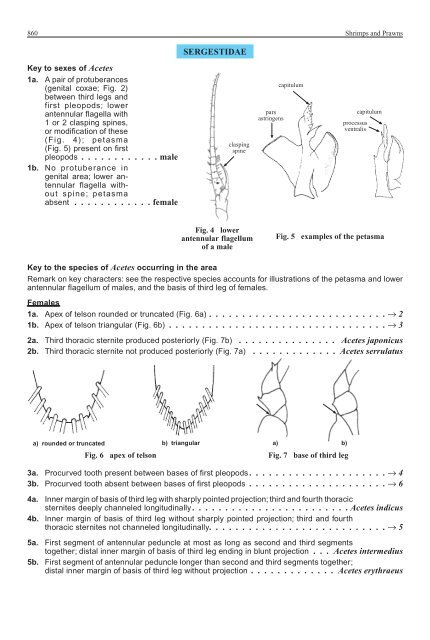 FAO Species Identification Guide for Fishery Purposes Western