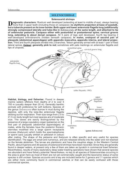 FAO Species Identification Guide for Fishery Purposes Western