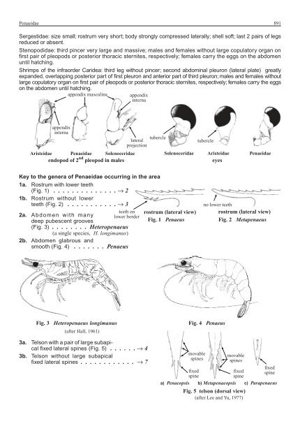 FAO Species Identification Guide for Fishery Purposes Western