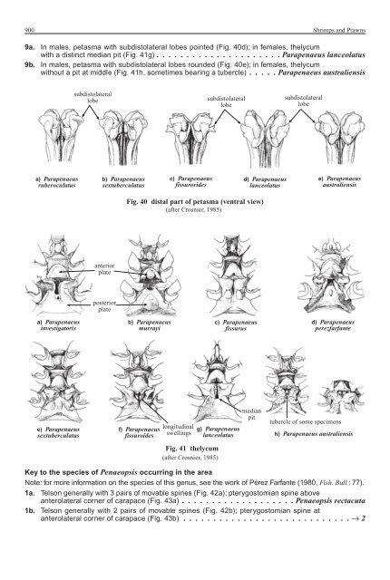 FAO Species Identification Guide for Fishery Purposes Western