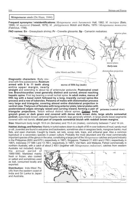 FAO Species Identification Guide for Fishery Purposes Western