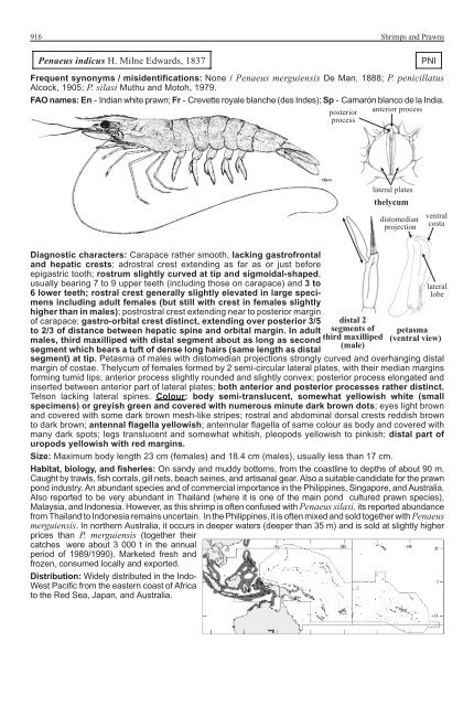 FAO Species Identification Guide for Fishery Purposes Western