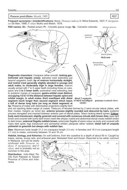 FAO Species Identification Guide for Fishery Purposes Western