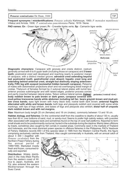 FAO Species Identification Guide for Fishery Purposes Western