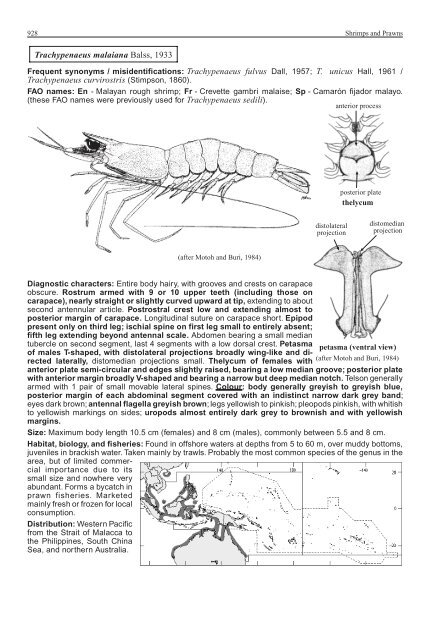 FAO Species Identification Guide for Fishery Purposes Western