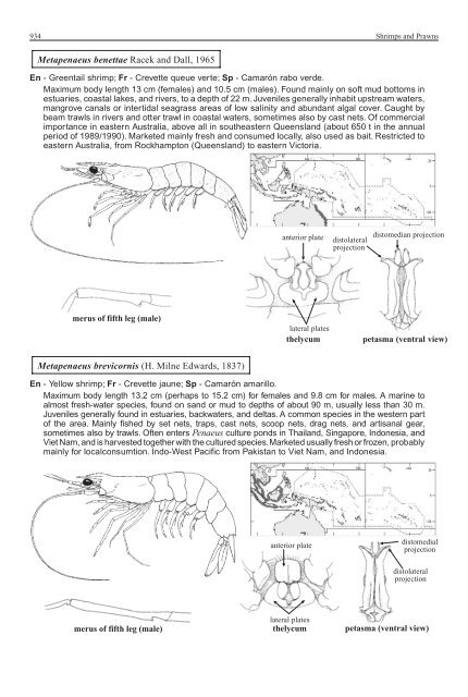 FAO Species Identification Guide for Fishery Purposes Western