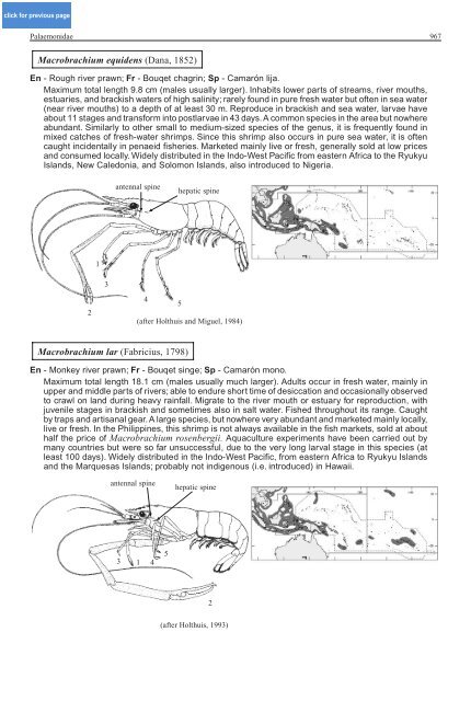 FAO Species Identification Guide for Fishery Purposes Western