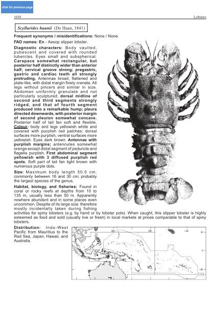 FAO Species Identification Guide for Fishery Purposes Western