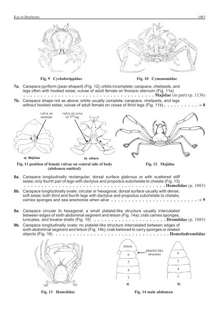 FAO Species Identification Guide for Fishery Purposes Western