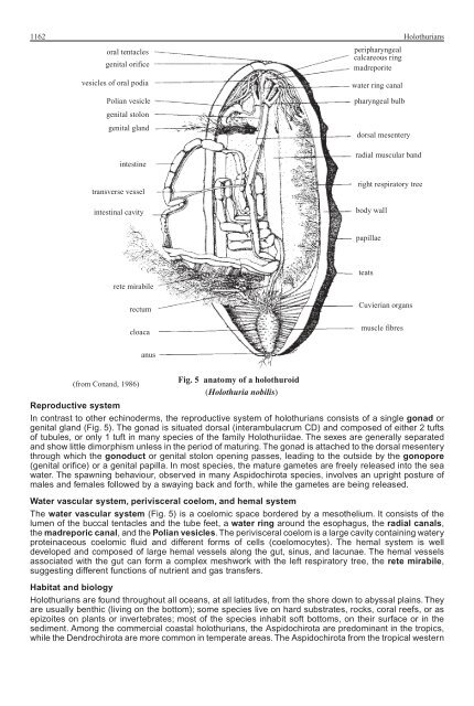 FAO Species Identification Guide for Fishery Purposes Western