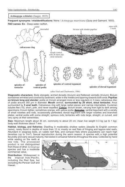 FAO Species Identification Guide for Fishery Purposes Western