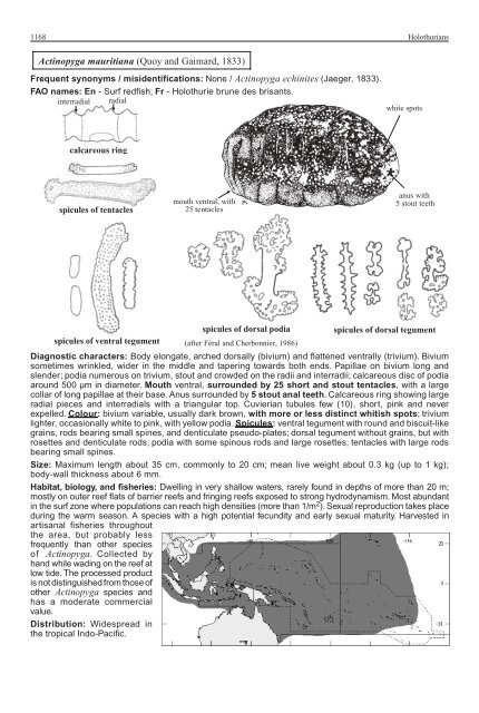 FAO Species Identification Guide for Fishery Purposes Western