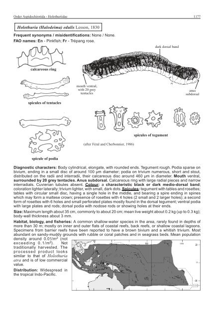 FAO Species Identification Guide for Fishery Purposes Western