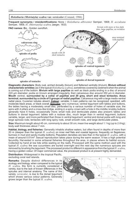 FAO Species Identification Guide for Fishery Purposes Western