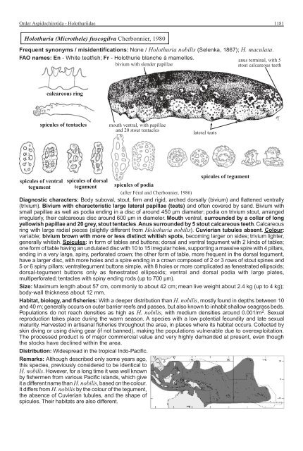 FAO Species Identification Guide for Fishery Purposes Western