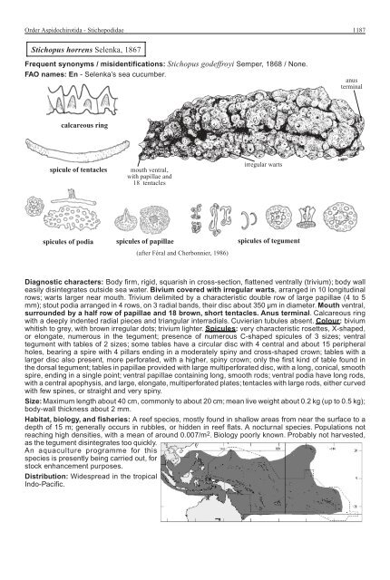 FAO Species Identification Guide for Fishery Purposes Western