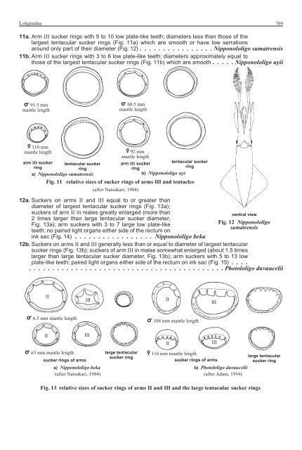 FAO Species Identification Guide for Fishery Purposes Western