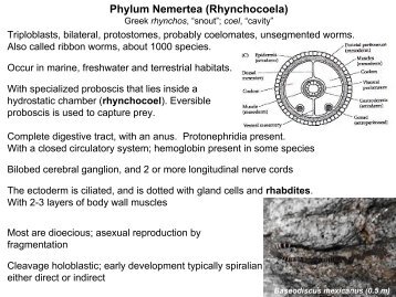 Phylum Nemertea (Rhynchocoela)