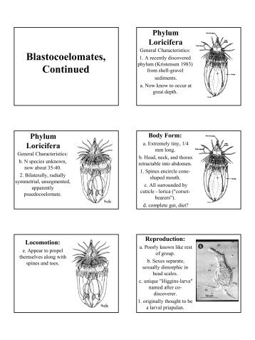 Phylum Nematomorpha - Jan.ucc.nau.edu