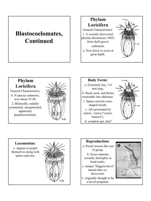 Phylum Nematomorpha - Jan.ucc.nau.edu