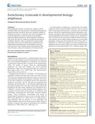 amphioxus - Development - The Company of Biologists