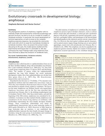 amphioxus - Development - The Company of Biologists