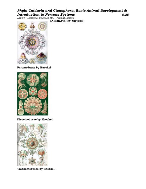 Phyla Cnidaria and Ctenophora, Basic Animal Development ...