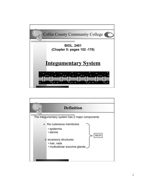 Integumentary System