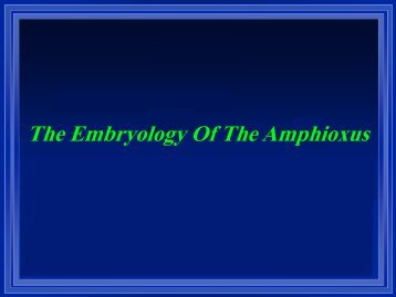 Amphioxus