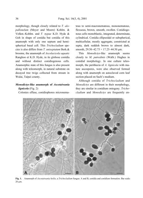 Trichocladium anamorph of Ascotaiwania hsilio and Monodictys-like ...