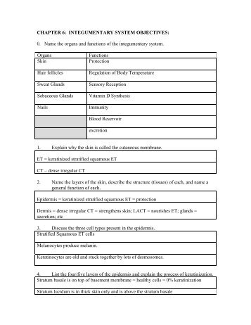 CHAPTER 6: INTEGUMENTARY SYSTEM OBJECTIVES: 0. Name ...