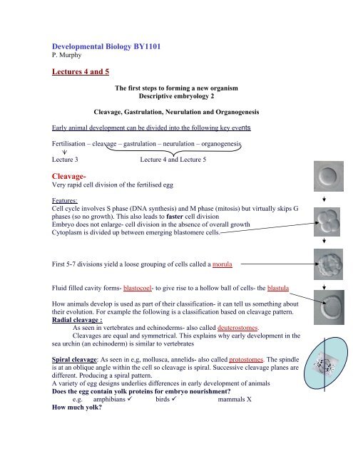 Developmental Biology BY1101 Lectures 4 and 5 Cleavage-