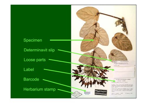 Herbarium introduction - Natural Resources Institute
