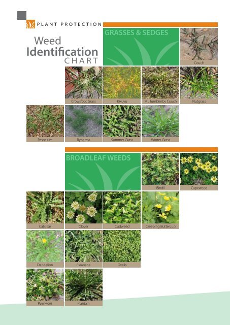 Grass Identification Chart