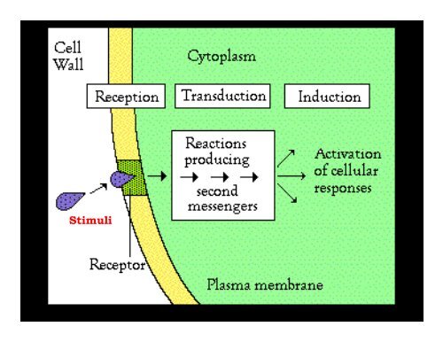 J. Norrie - Fluid Fertilizer Foundation