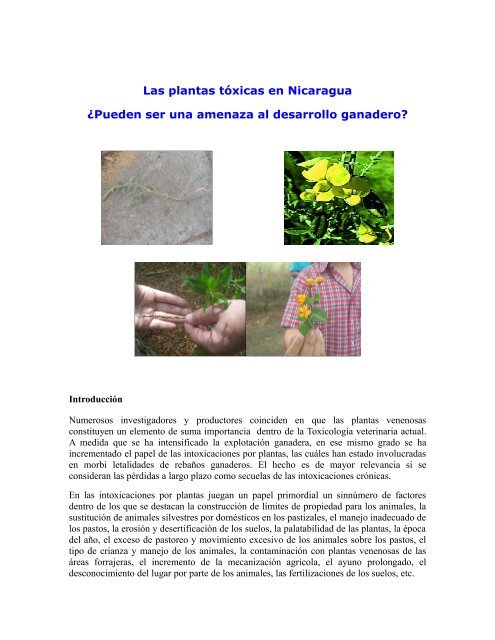 Plantas toxicas - Simas