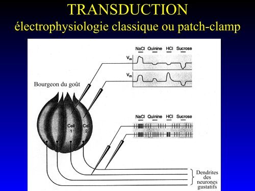 PHYSIOLOGIE DU GOÛT