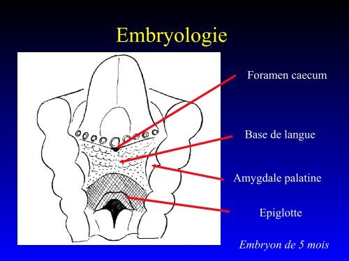 PHYSIOLOGIE DU GOÛT