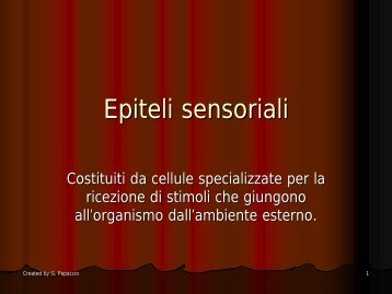 Epiteli sensoriali - Sunhope