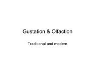 Gustation & Olfaction - Stark home page