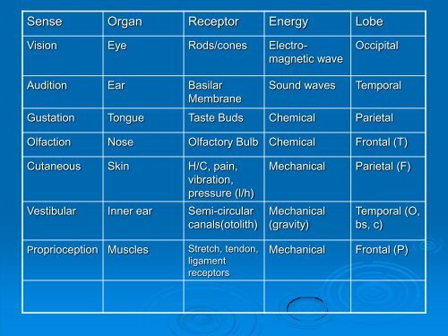 Sensation & Perception